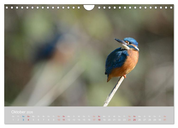 Produktbild: Der Eisvogel, ein Juwel der Natur (Wandkalender 2026 DIN A4 quer), CALVENDO Monatskalender