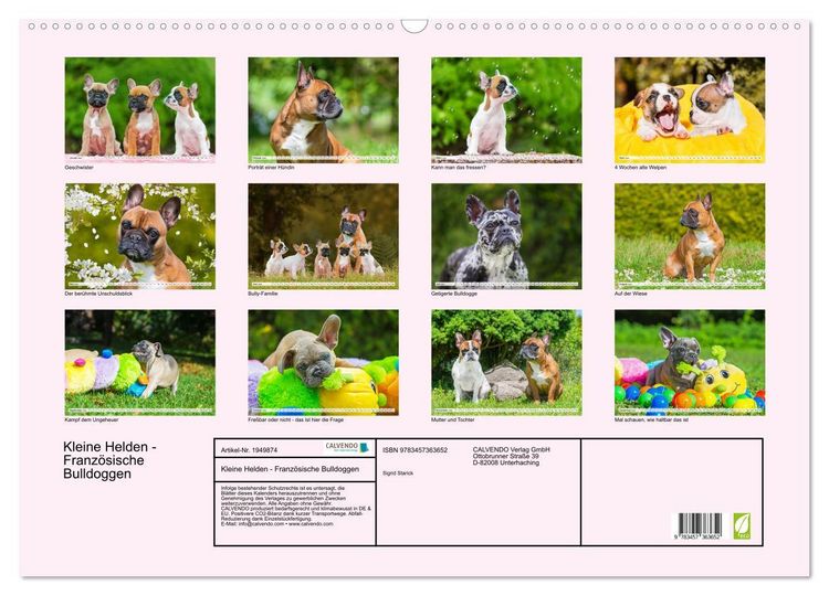 Produktbild: Kleine Helden - Franz&ouml;sische Bulldoggen (Wandkalender 2026 DIN A2 quer), CALVENDO Monatskalender