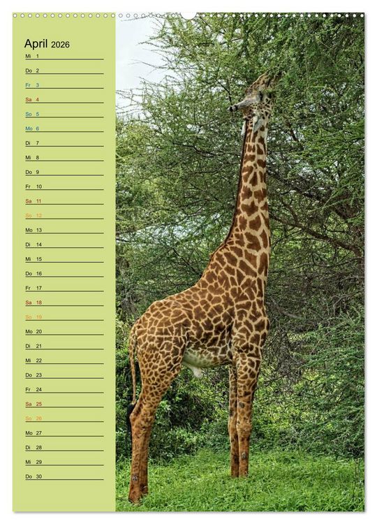 Produktbild: Giraffen. Voller Stolz und Grazie (hochwertiger Premium Wandkalender 2026 DIN A2 hoch), Kunstdruck in Hochglanz