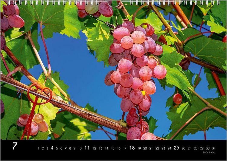 Produktbild: Der Weinkalender 2027, DIN A3 &ndash; ein Fotokalender