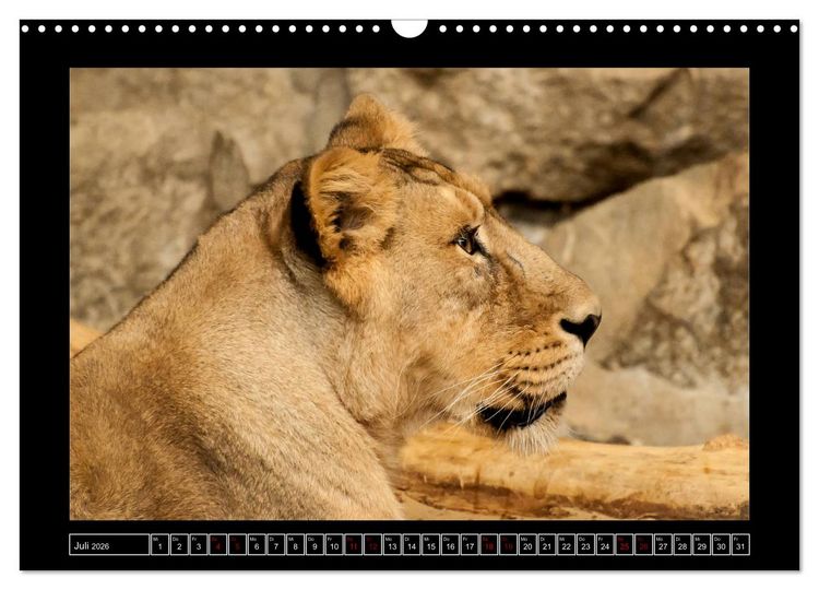 Produktbild: Tiger, L&ouml;we und Co. (Wandkalender 2026 DIN A3 quer), CALVENDO Monatskalender