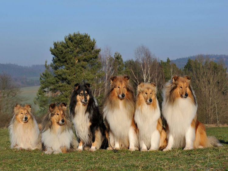Produktbild: CALVENDO Puzzle Ein Motiv aus dem Kalender Faszination Collie 2017 | 1000 Teile Lege-Gr&ouml;&szlig;e 64x48cm Foto-Puzzle f&uuml;r gl&uuml;ckliche Stunden