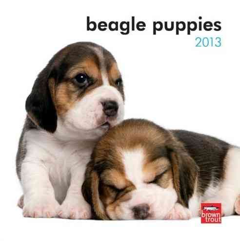 Produktbild: Beagle Puppies 2013 Calendar