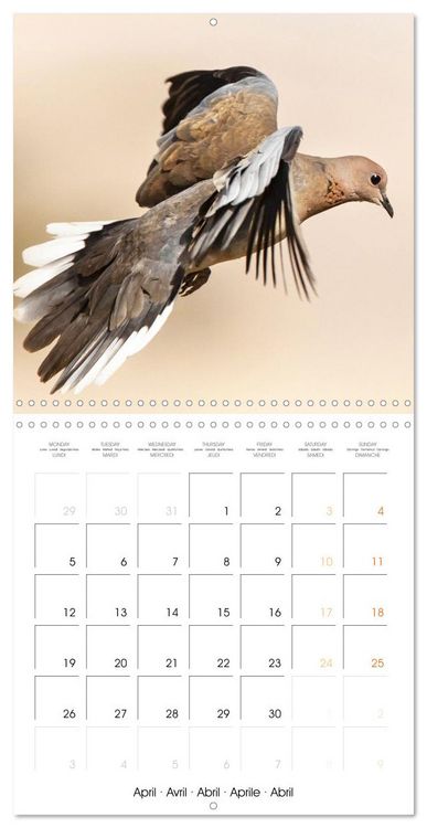 Produktbild: Doves: Gentle Beauty (Wall Calendar 2027 12 &times; 12 Inch) CALVENDO 12 Month Wall Calendar