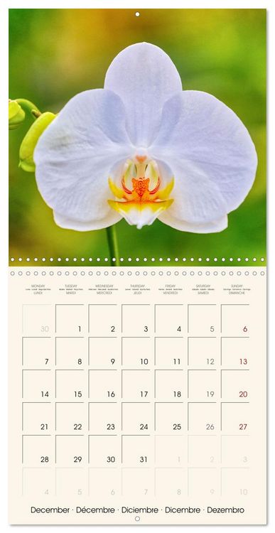 Produktbild: Phalaenopsis, la reine des Orchid&eacute;es (Calendrier mural carr&eacute; 2026 30x30 cm) Calendrier double avec une page pour vos prises de notes
