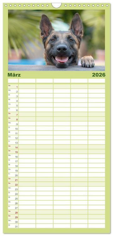 Produktbild: Familienplaner 2026 - Belgischer Sch&auml;ferhund - Der Malinois mit 5 Spalten (Wandkalender, 21 x 45 cm) CALVENDO