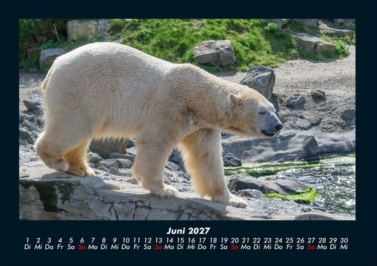 Produktbild: Pinguine & Eisb&auml;ren 2027 Fotokalender DIN A4