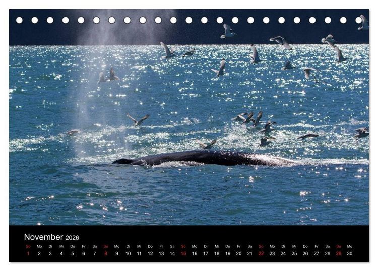 Produktbild: Wale (Tischkalender 2026 DIN A5 quer), CALVENDO Monatskalender