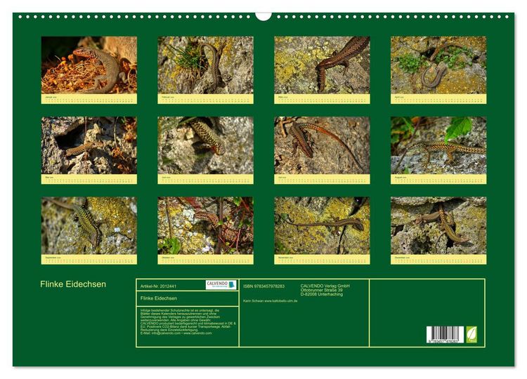 Produktbild: Flinke Eidechsen (Wandkalender 2026 DIN A2 quer), CALVENDO Monatskalender