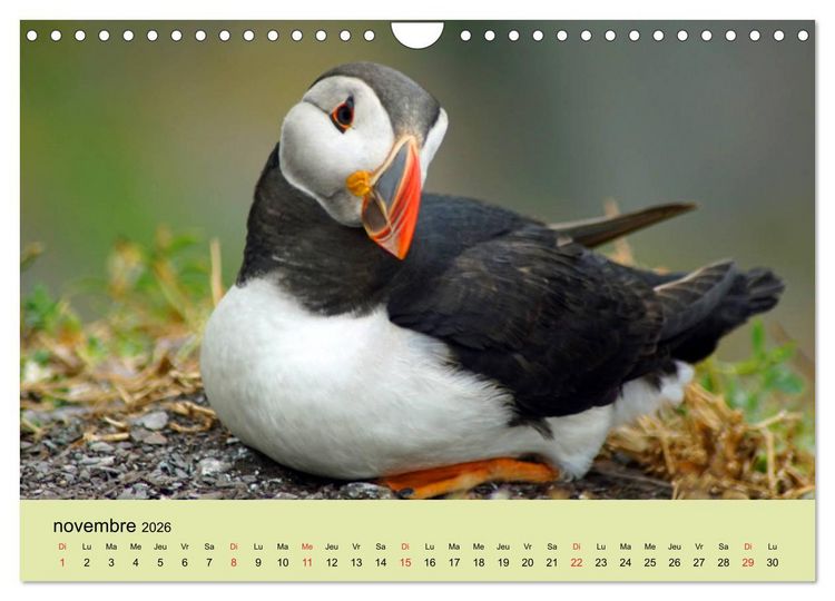 Produktbild: Macareux-moines Des petits oiseaux originaux! (Calendrier mural 2026 DIN A4 vertical), CALVENDO calendrier mensuel