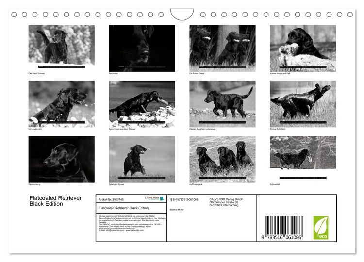 Produktbild: Flatcoated Retriever Black Edition (Wandkalender 2026 DIN A4 quer), CALVENDO Monatskalender