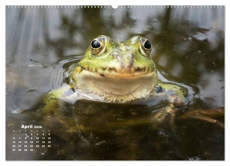 Produktbild: Gl&uuml;ckliche Fr&ouml;sche (hochwertiger Premium Wandkalender 2026 DIN A2 quer), Kunstdruck in Hochglanz