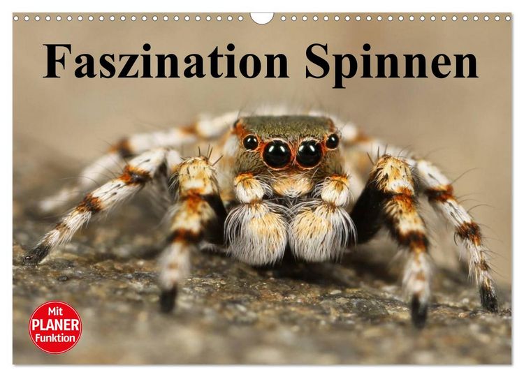 Produktbild: Faszination Spinnen (Wandkalender 2026 DIN A3 quer), CALVENDO Monatskalender