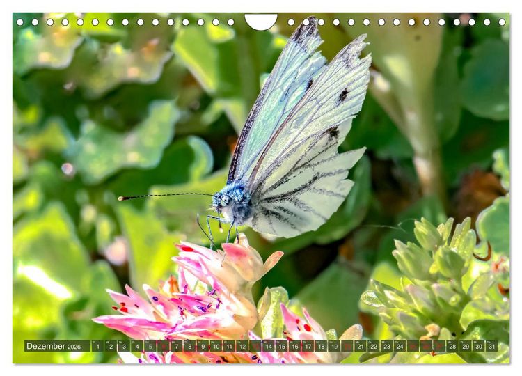 Produktbild: INSEKTEN - Makrofotografie in freier Natur (Wandkalender 2026 DIN A4 quer), CALVENDO Monatskalender