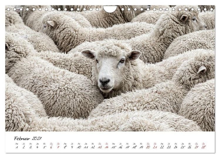 Produktbild: Better Together - Herdenmomente (Wandkalender 2027 DIN A4 quer), CALVENDO Monatskalender