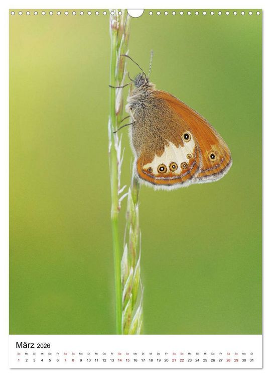 Produktbild: Insekten,Sch&ouml;nheiten der Natur (Wandkalender 2026 DIN A3 hoch), CALVENDO Monatskalender