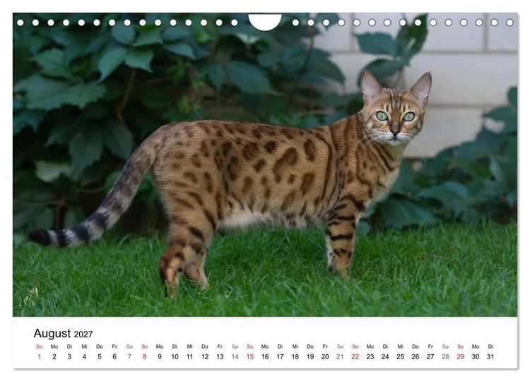 Produktbild: Rassekatzen 2027 (Wandkalender 2027 DIN A4 quer), CALVENDO Monatskalender