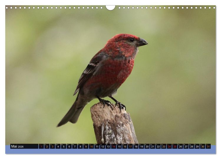 Produktbild: Die grandiose Tierwelt von Finnland (Wandkalender 2026 DIN A3 quer), CALVENDO Monatskalender