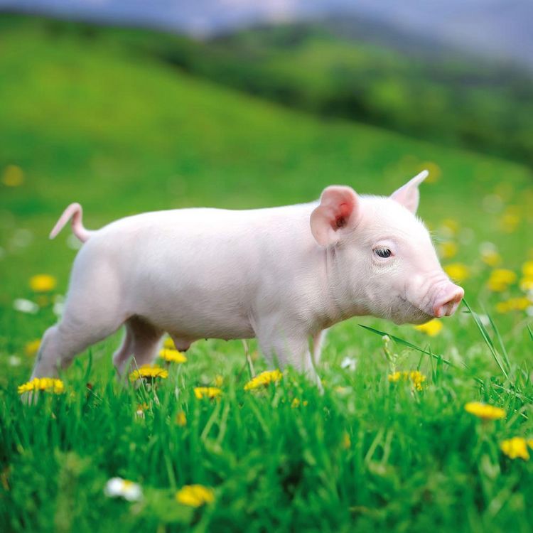Produktbild: Piggies/Schweinchen 2024