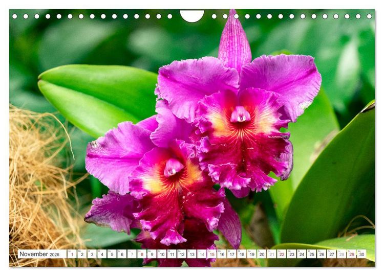 Produktbild: Orchidaceae - Orchideen (Wandkalender 2026 DIN A4 quer), CALVENDO Monatskalender