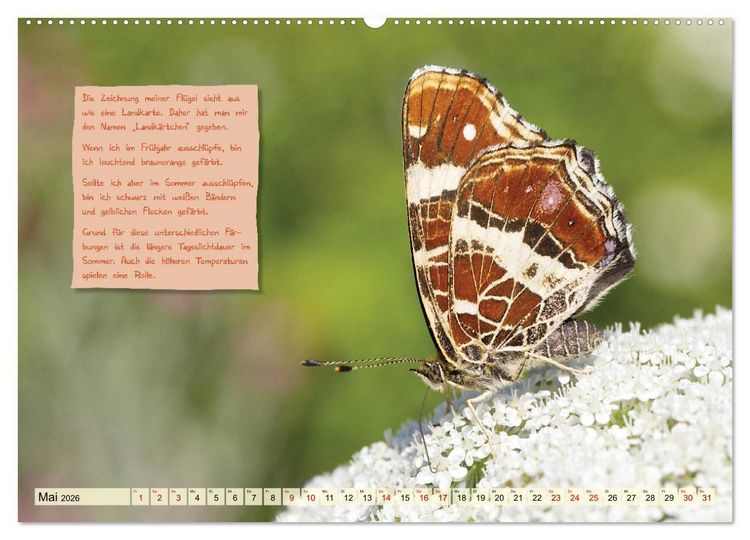 Produktbild: GEOclick Lernkalender: Steckbriefe einheimischer Schmetterlinge (Wandkalender 2026 DIN A2 quer), CALVENDO Monatskalender