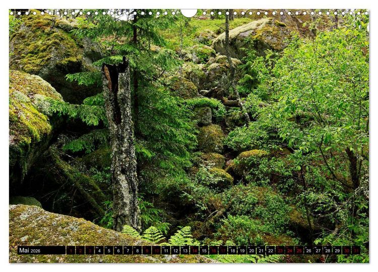 Produktbild: Tiveden, der NatURWALD in Schweden (Wandkalender 2026 DIN A3 quer), CALVENDO Monatskalender