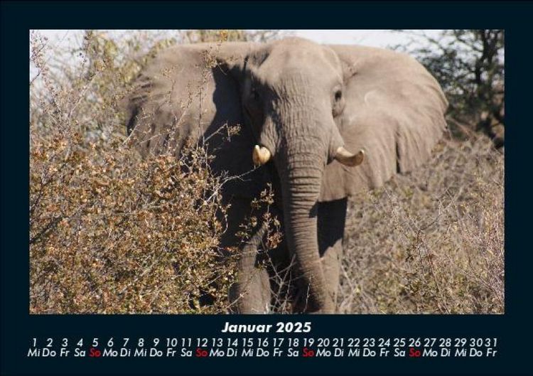 Produktbild: Elefanten - Die sanften Riesen Afrikas 2025 Fotokalender DIN A5