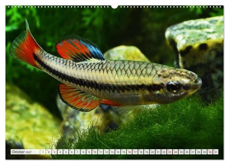 Produktbild: Outdoor-Aquaristik (Wandkalender 2027 DIN A2 quer), CALVENDO Monatskalender