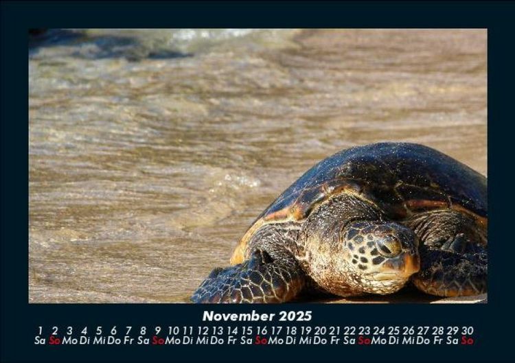 Produktbild: Schildkr&ouml;tenzauber 2025 Fotokalender DIN A5
