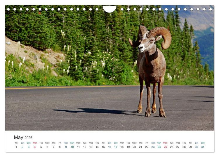 Produktbild: Icefields Parkway in Canada (Wall Calendar 2026 DIN A4 landscape), CALVENDO 12 Month Wall Calendar