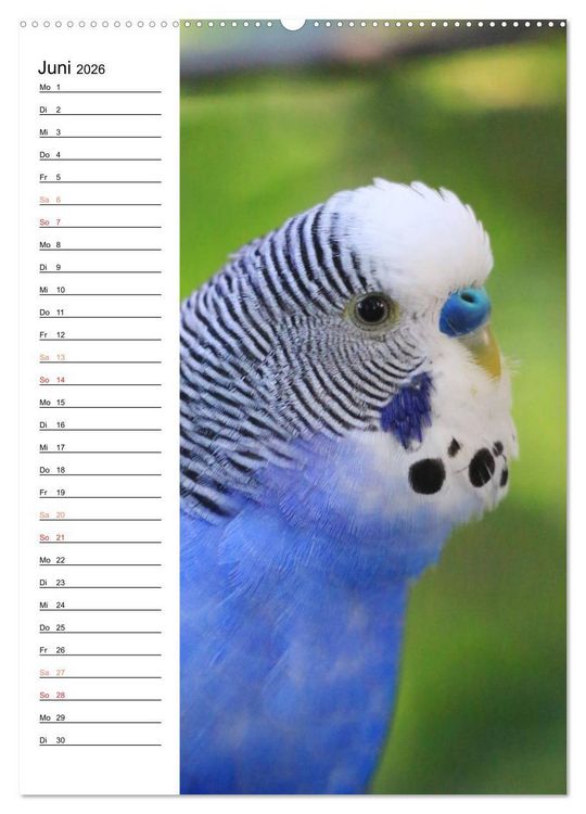 Produktbild: WELLENSITTICHE - S&uuml;&szlig;e Wellis (Wandkalender 2026 DIN A2 hoch), CALVENDO Monatskalender