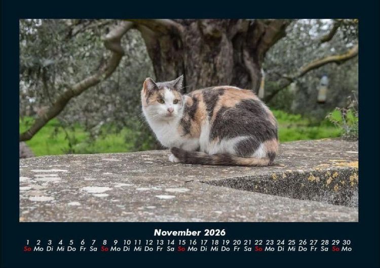 Produktbild: F&uuml;r Katzenfreunde 2026 Fotokalender DIN A4