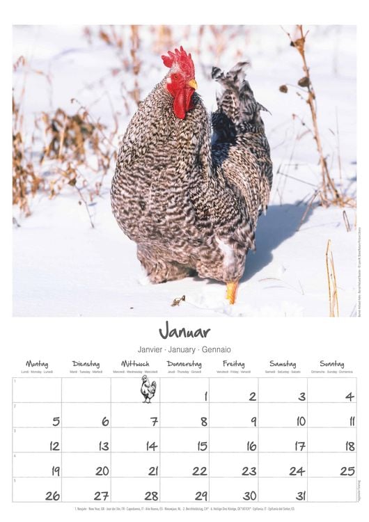 Produktbild: Hühner Kalender im Format 29,7 x 42