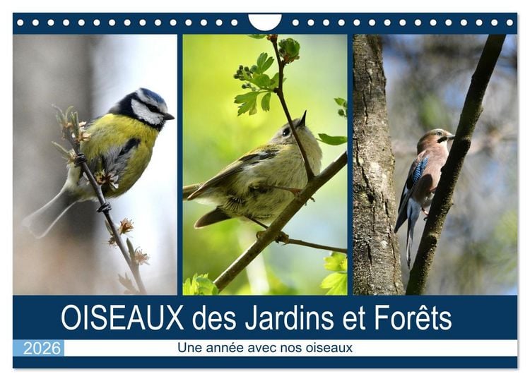 Produktbild: OISEAUX des Jardins et For&ecirc;ts (Calendrier mural 2026 DIN A4 vertical), CALVENDO calendrier mensuel