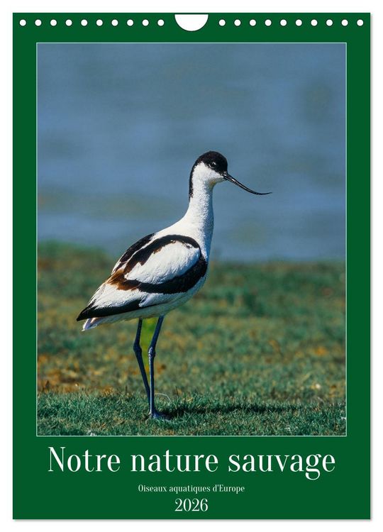 Produktbild: Notre nature sauvage, oiseaux aquatiques d'Europe (Calendrier mural 2026 DIN A4 horizontal), CALVENDO calendrier mensuel