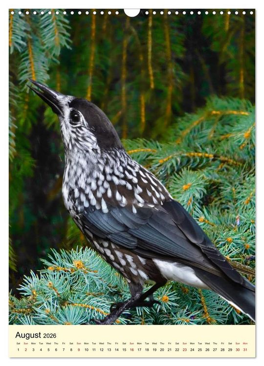 Produktbild: Shy forest birds (Wall Calendar 2026 DIN A3 portrait), CALVENDO 12 Month Wall Calendar