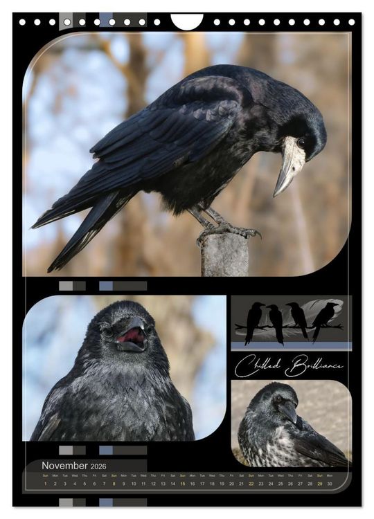 Produktbild: Crows - Through the Seasons (Wall Calendar 2026 DIN A4 portrait), CALVENDO 12 Month Wall Calendar
