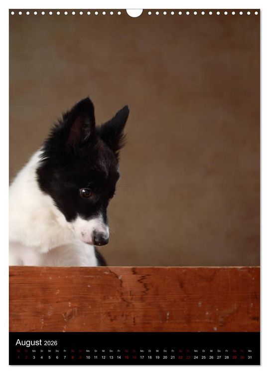 Produktbild: Stille Momente - Die sensible Seite der Hunde (Wandkalender 2026 DIN A3 hoch), CALVENDO Monatskalender