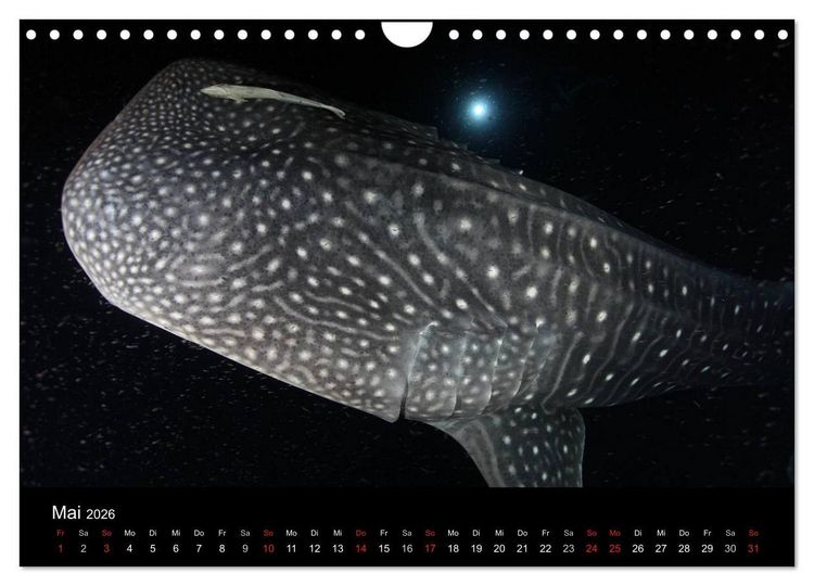 Produktbild: Magische Unterwasserwelten (Wandkalender 2026 DIN A4 quer), CALVENDO Monatskalender