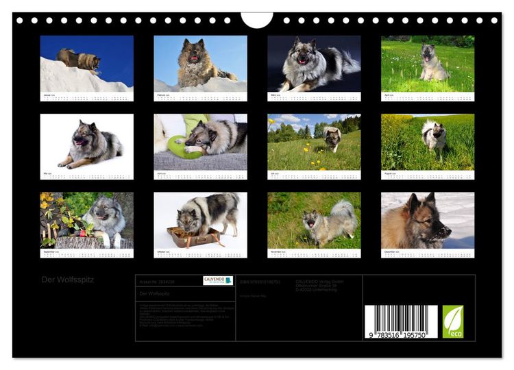Produktbild: Der Wolfsspitz (Wandkalender 2026 DIN A4 quer), CALVENDO Monatskalender