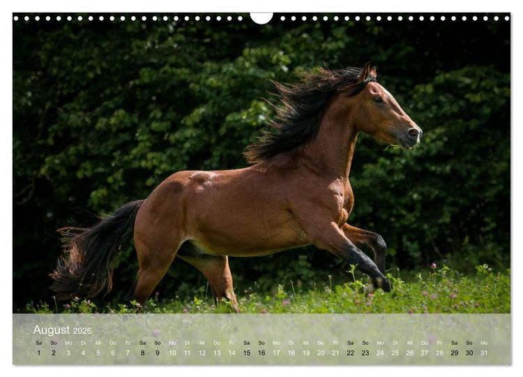Produktbild: Pferde - Anmut und St&auml;rke gepaart mit Magie (Wandkalender 2026 DIN A3 quer), CALVENDO Monatskalender