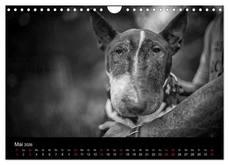 Produktbild: Bullterrier (Wandkalender 2026 DIN A4 quer), CALVENDO Monatskalender