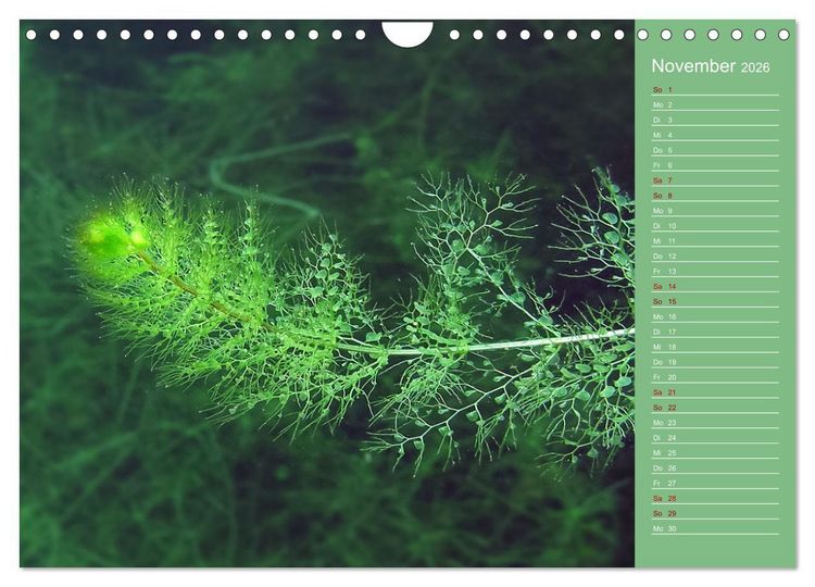Produktbild: Baggersee - die gr&uuml;ne Welt (Wandkalender 2026 DIN A4 quer), CALVENDO Monatskalender