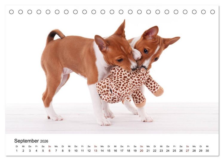 Produktbild: S&uuml;&szlig;e Basenji-Kinder (Tischkalender 2026 DIN A5 quer), CALVENDO Monatskalender