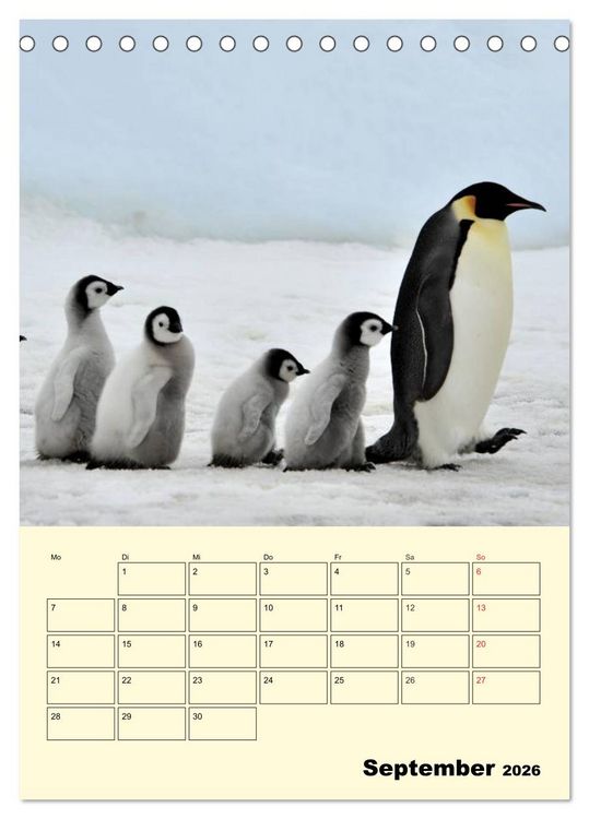 Produktbild: Pinguine. Wackeln im Thermo-Frack (Tischkalender 2026 DIN A5 hoch), CALVENDO Monatskalender