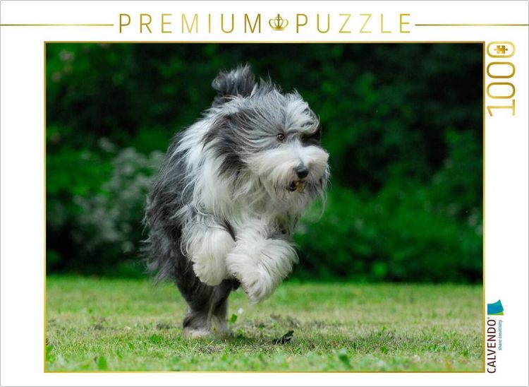 Produktbild: CALVENDO Puzzle Rennender Bearded Collie | 1000 Teile Lege-Gr&ouml;&szlig;e 64x48cm Foto-Puzzle f&uuml;r gl&uuml;ckliche Stunden