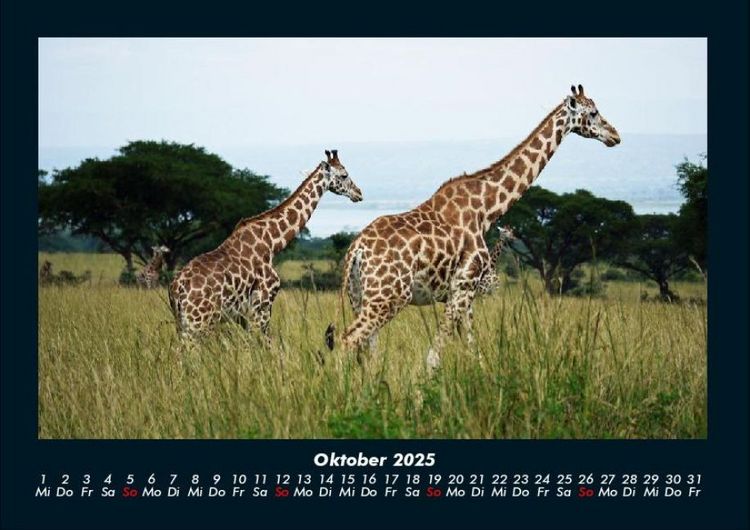 Produktbild: Tiere in der Wildnis 2025 Fotokalender DIN A4