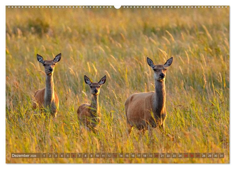 Produktbild: Wilder Dar&szlig; - Fuchs, Hirsch und Co. 2026 (Wandkalender 2026 DIN A2 quer), CALVENDO Monatskalender