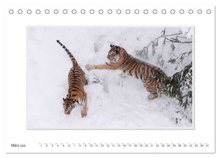 Produktbild: Emotionale Momente: Tiger - Kraft & Sch&ouml;nheit. / CH-Version (Tischkalender 2026 DIN A5 quer), CALVENDO Monatskalender