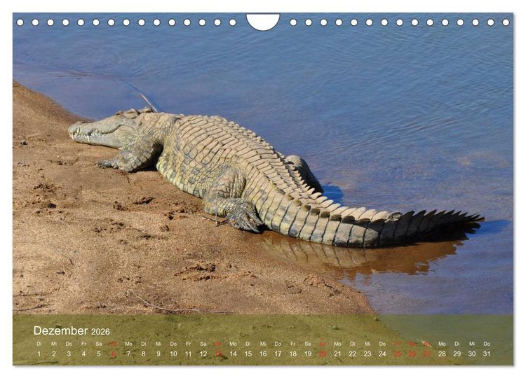 Produktbild: Alligatoren und Co. (Wandkalender 2026 DIN A4 quer), CALVENDO Monatskalender
